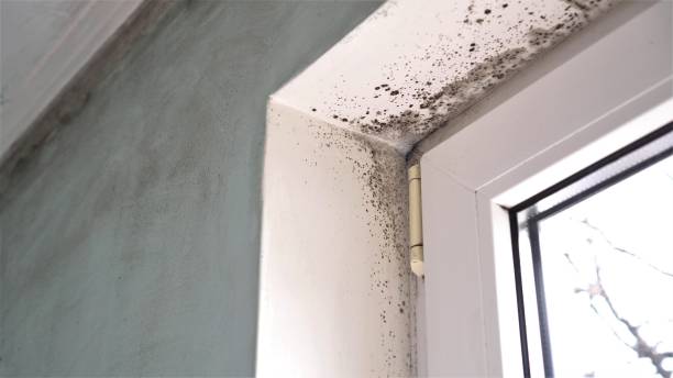 Professional Mold Remediation in Moss Beach, CA