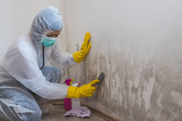 Best Residential Mold Remediation in Moss Beach, CA