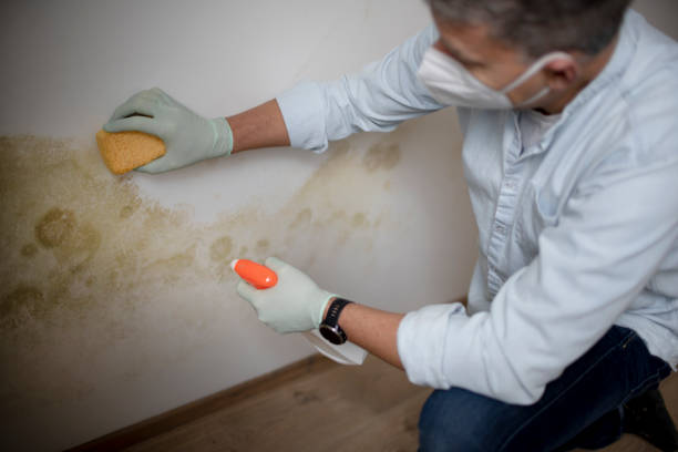 Best HVAC Mold Remediation in Moss Beach, CA