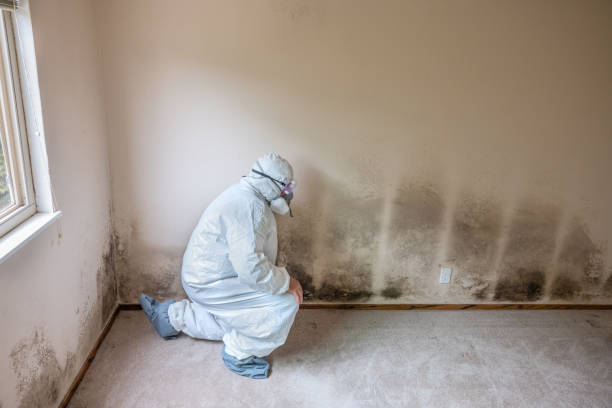 Best Attic Mold Remediation in Moss Beach, CA