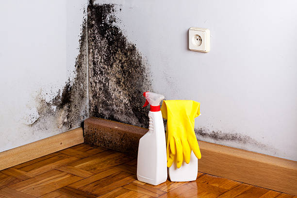 Best Localized Mold Remediation (e.g., coastal areas, humid climates) in Moss Beach, CA